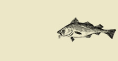 Gentle Fish
